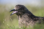 skua