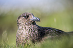 skua