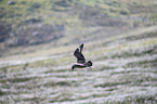skua