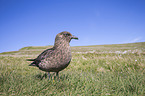skua