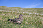 skua