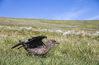 skua