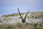 skua
