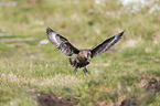 skua