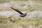 skua