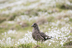skua