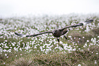skua