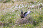 skua