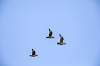 skuas