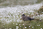 skua