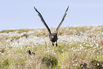 skuas