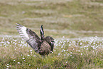skua