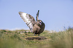 skua