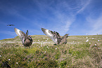 skuas