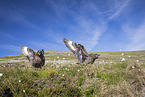 skuas
