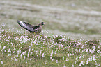 skua