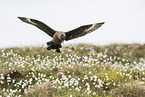 skua
