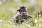 skua