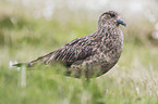 skua