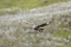 skua