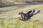 skua