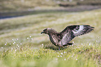 skua