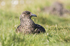 skua