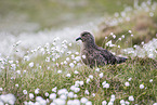 skua