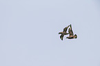 skuas