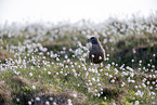 skua