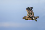 skua