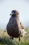 skua