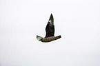 skua