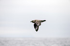 skua