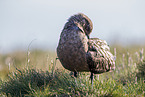 great skua