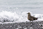 great Skua