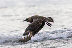 great Skua