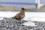 great Skua