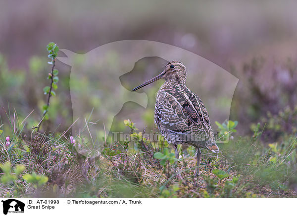 Doppelschnepfe / Great Snipe / AT-01998