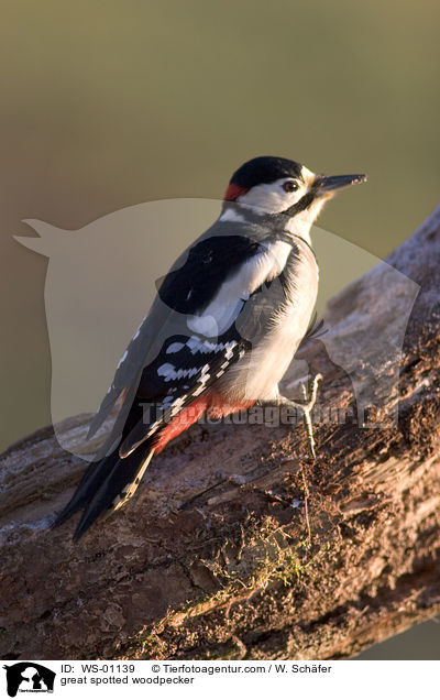 Buntspecht / great spotted woodpecker / WS-01139