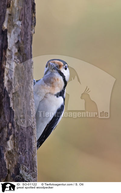 great spotted woodpecker / SO-01122