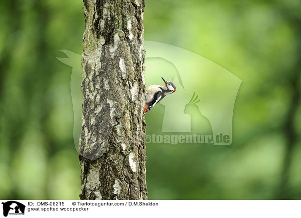 great spotted woodpecker / DMS-06215