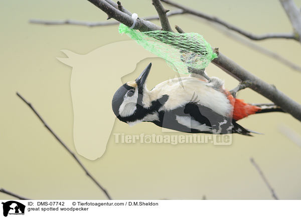 Buntspecht / great spotted woodpecker / DMS-07742