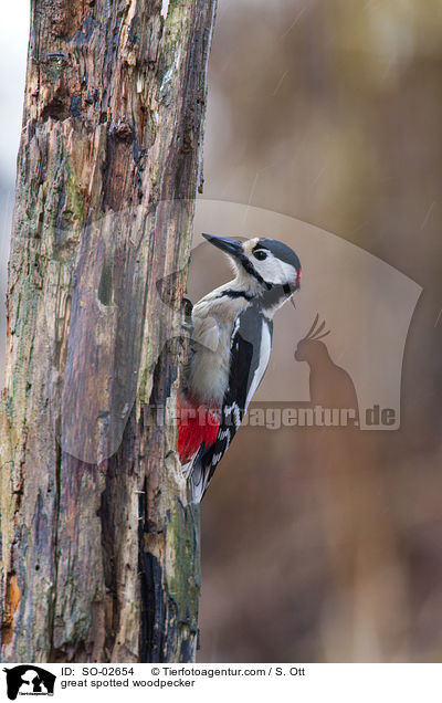 Buntspecht / great spotted woodpecker / SO-02654
