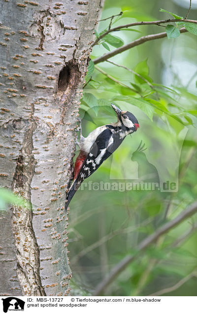 Buntspecht / great spotted woodpecker / MBS-13727