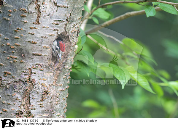 great spotted woodpecker / MBS-13736