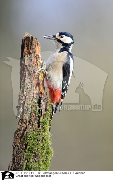 Buntspecht / Great spotted Woodpecker / FH-01014