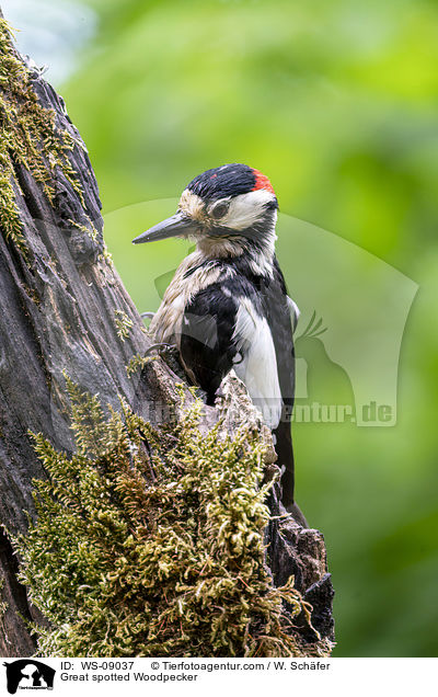Buntspecht / Great spotted Woodpecker / WS-09037