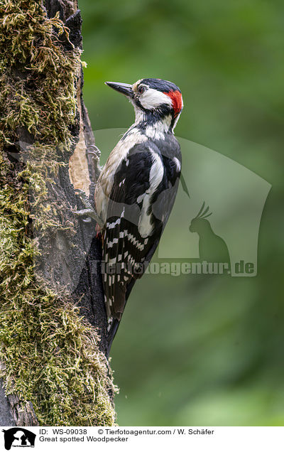 Buntspecht / Great spotted Woodpecker / WS-09038