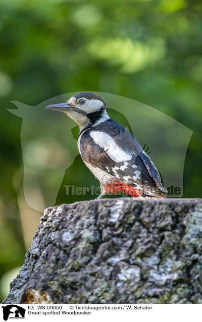 Great spotted Woodpecker / WS-09050